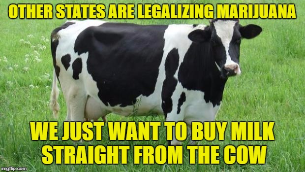Meanwhile in Wisconsin... | OTHER STATES ARE LEGALIZING MARIJUANA; WE JUST WANT TO BUY MILK STRAIGHT FROM THE COW | image tagged in cow | made w/ Imgflip meme maker