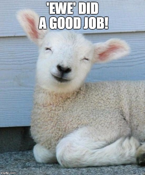 I Is Lamb | 'EWE' DID A GOOD JOB! | image tagged in i is lamb | made w/ Imgflip meme maker