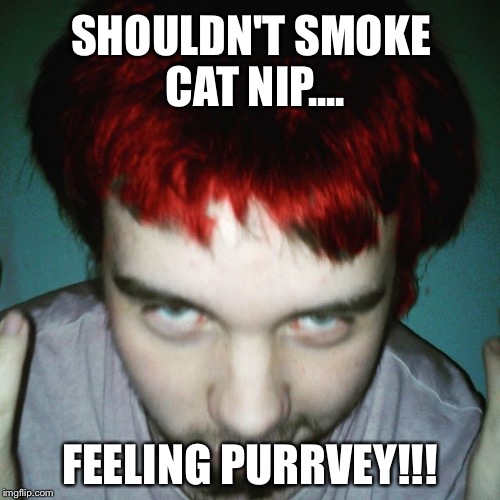 SHOULDN'T SMOKE CAT NIP.... FEELING PURRVEY!!! | image tagged in ya'll bitch | made w/ Imgflip meme maker