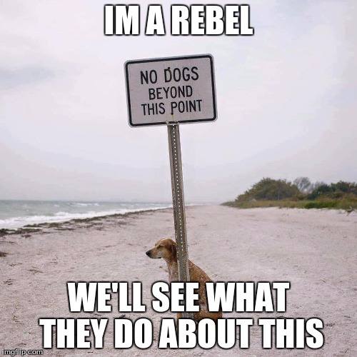 Fight the Power No Dogs | IM A REBEL; WE'LL SEE WHAT THEY DO ABOUT THIS | image tagged in fight the power no dogs | made w/ Imgflip meme maker