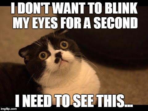 Cats Affirmation | I DON'T WANT TO BLINK MY EYES FOR A SECOND; I NEED TO SEE THIS... | image tagged in memes,cats | made w/ Imgflip meme maker