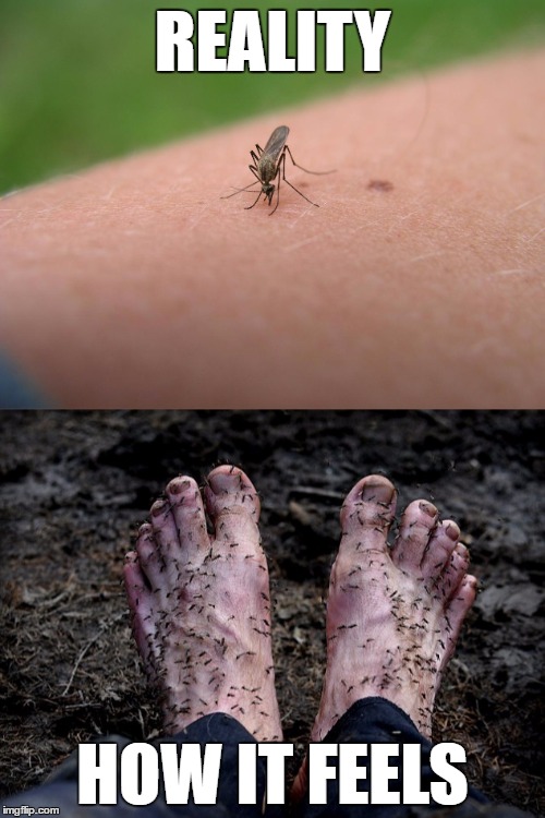 REALITY; HOW IT FEELS | image tagged in mosquito,bug,mosquitoes,mosquitoe,annoying,bite | made w/ Imgflip meme maker