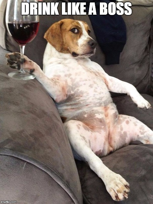 Dog drinking wine | DRINK LIKE A BOSS | image tagged in dog drinking wine | made w/ Imgflip meme maker