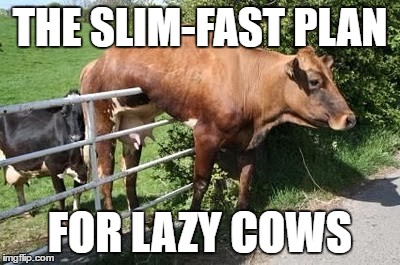Cow stuck on fence; Quick slimming cow |  THE SLIM-FAST PLAN; FOR LAZY COWS | image tagged in cow,lazy,slim,fence,stuck,plan | made w/ Imgflip meme maker