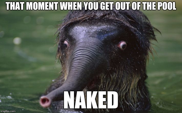 shocked elephant | THAT MOMENT WHEN YOU GET OUT OF THE POOL; NAKED | image tagged in shocked elephant | made w/ Imgflip meme maker