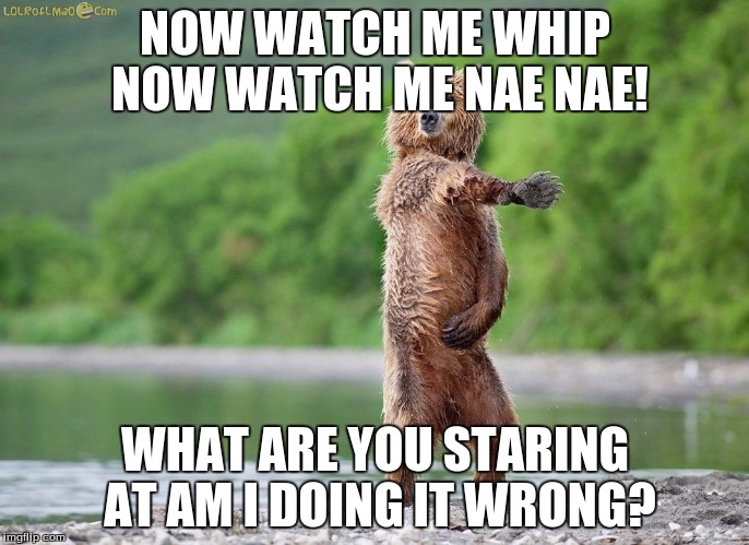 Bear whip | NOW WATCH ME WHIP NOW WATCH ME NAE NAE! WHAT ARE YOU STARING AT AM I DOING IT WRONG? | image tagged in bear whip | made w/ Imgflip meme maker