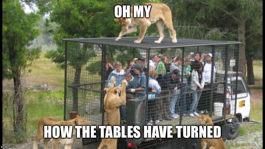 Or cages | OH MY; HOW THE TABLES HAVE TURNED | image tagged in memes,funny,lions,animals | made w/ Imgflip meme maker