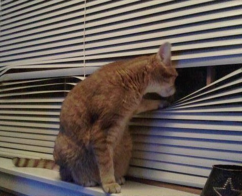 Cat Looking Through Blinds Blank Meme Template