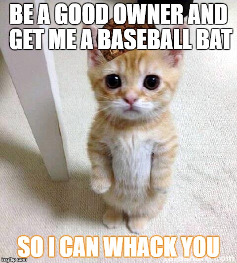 Cute Cat | BE A GOOD OWNER AND GET ME A BASEBALL BAT; SO I CAN WHACK YOU | image tagged in memes,cute cat,scumbag | made w/ Imgflip meme maker