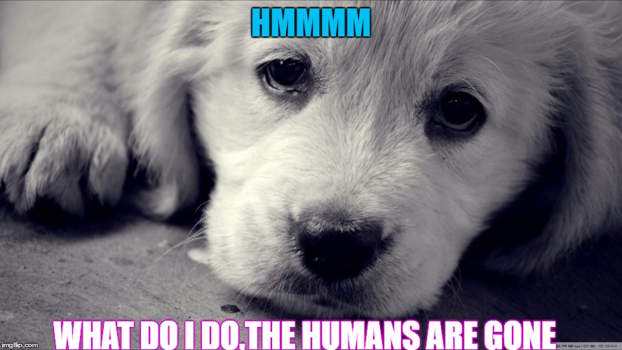 Animals have feelings  | HMMMM; WHAT DO I DO,THE HUMANS ARE GONE | image tagged in animals have feelings | made w/ Imgflip meme maker