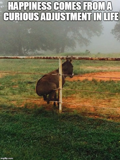 donkey | HAPPINESS COMES FROM A CURIOUS ADJUSTMENT IN LIFE | image tagged in donkey | made w/ Imgflip meme maker