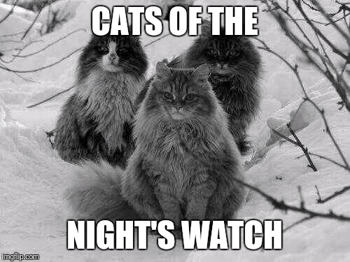 Cats of the Night's Watch | CATS OF THE; NIGHT'S WATCH | image tagged in cats of the night's watch,game of thrones | made w/ Imgflip meme maker