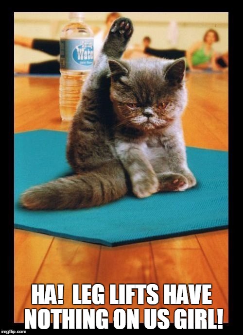  HA!  LEG LIFTS HAVE NOTHING ON US GIRL! | image tagged in yoga cat,grumpy cat | made w/ Imgflip meme maker