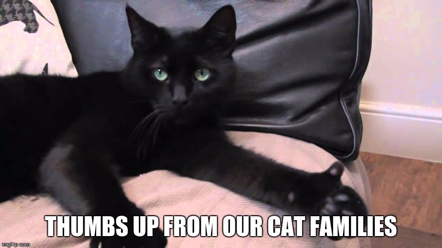 thumbs up cat | THUMBS UP FROM OUR CAT FAMILIES | image tagged in thumbs up cat | made w/ Imgflip meme maker