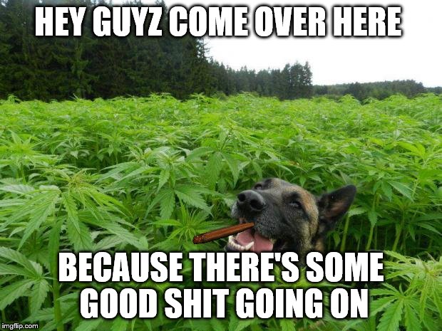 weed policedog | HEY GUYZ COME OVER HERE; BECAUSE THERE'S SOME GOOD SHIT GOING ON | image tagged in weed policedog | made w/ Imgflip meme maker