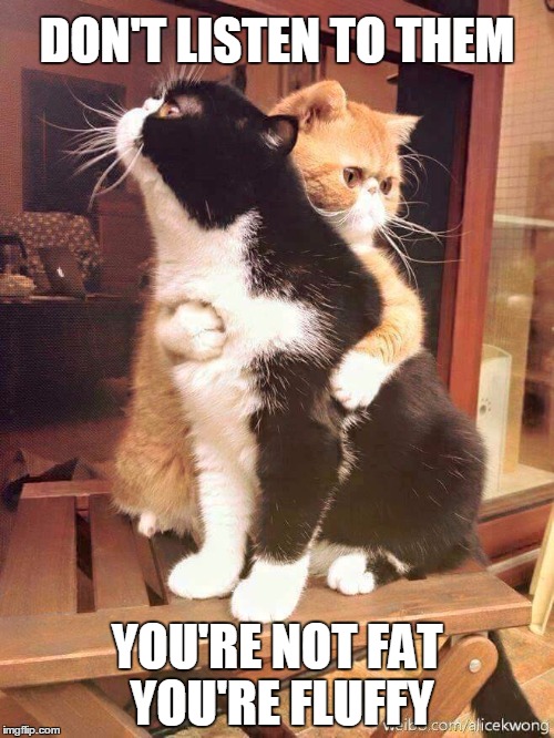 If ur not contented | DON'T LISTEN TO THEM; YOU'RE NOT FAT YOU'RE FLUFFY | image tagged in memes,cats | made w/ Imgflip meme maker