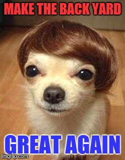 Trumphuahua | MAKE THE BACK YARD; GREAT AGAIN | image tagged in funny memes | made w/ Imgflip meme maker