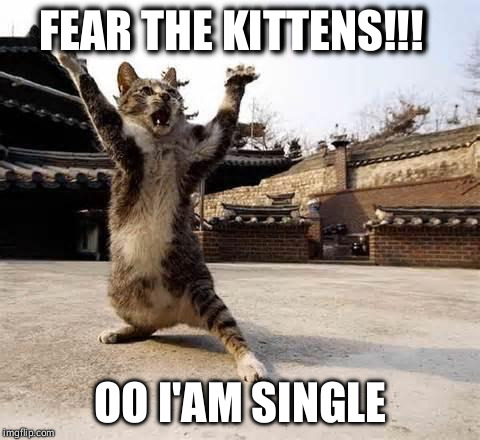 karate cat | FEAR THE KITTENS!!! OO I'AM SINGLE | image tagged in karate cat | made w/ Imgflip meme maker