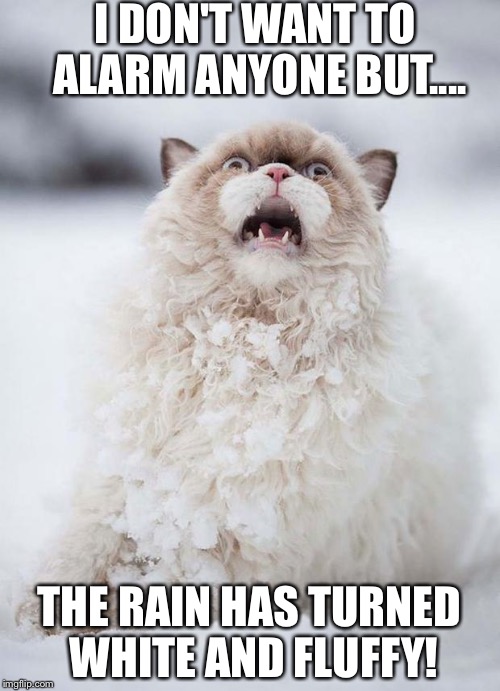 Snow Cat | I DON'T WANT TO ALARM ANYONE BUT.... THE RAIN HAS TURNED WHITE AND FLUFFY! | image tagged in snow cat | made w/ Imgflip meme maker