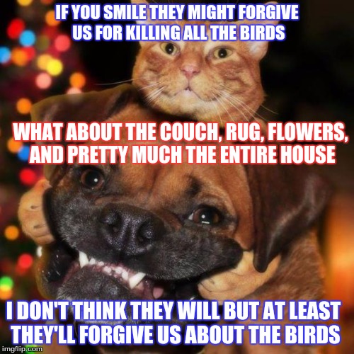 dogs an cats | IF YOU SMILE THEY MIGHT FORGIVE US FOR KILLING ALL THE BIRDS; WHAT ABOUT THE COUCH, RUG, FLOWERS, AND PRETTY MUCH THE ENTIRE HOUSE; I DON'T THINK THEY WILL BUT AT LEAST THEY'LL FORGIVE US ABOUT THE BIRDS | image tagged in dogs an cats | made w/ Imgflip meme maker