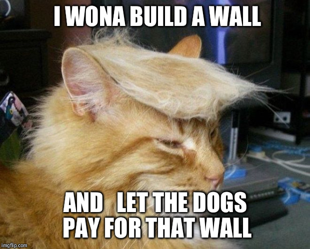 TrumpKitty | I WONA BUILD A WALL; AND   LET THE DOGS PAY FOR THAT WALL | image tagged in trumpkitty | made w/ Imgflip meme maker