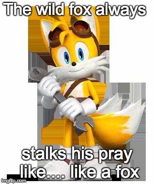 The wild fox always; stalks his pray like.... like a fox | image tagged in the wild fox | made w/ Imgflip meme maker