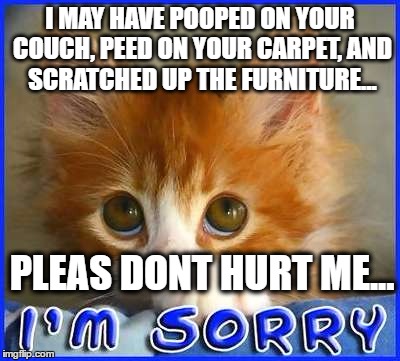 sorry | I MAY HAVE POOPED ON YOUR COUCH, PEED ON YOUR CARPET, AND SCRATCHED UP THE FURNITURE... PLEAS DONT HURT ME... | image tagged in sorry,cats,cute,cute cat,funny cat,funny cats | made w/ Imgflip meme maker