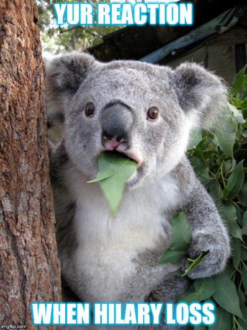 Surprised Koala | YUR REACTION; WHEN HILARY LOSS | image tagged in memes,surprised koala | made w/ Imgflip meme maker