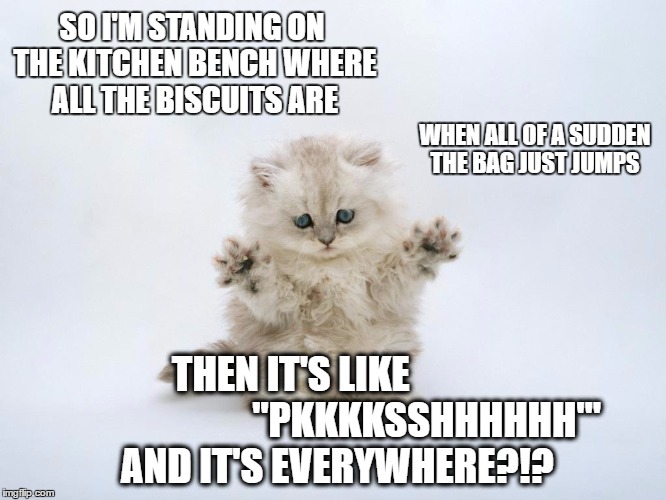 innocent kitten | SO I'M STANDING ON THE KITCHEN BENCH WHERE ALL THE BISCUITS ARE; WHEN ALL OF A SUDDEN THE BAG JUST JUMPS; THEN IT'S LIKE                                   "PKKKKSSHHHHHH"' AND IT'S EVERYWHERE?!? | image tagged in mind control kitten,cute kittens,nekminnit | made w/ Imgflip meme maker