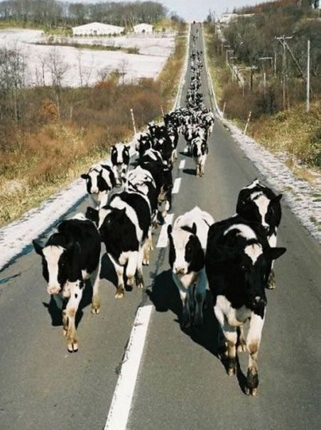 Cows on Road Blank Meme Template
