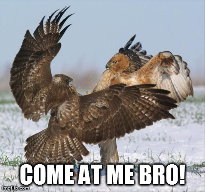 image tagged in funny,come at me bro,birds | made w/ Imgflip meme maker