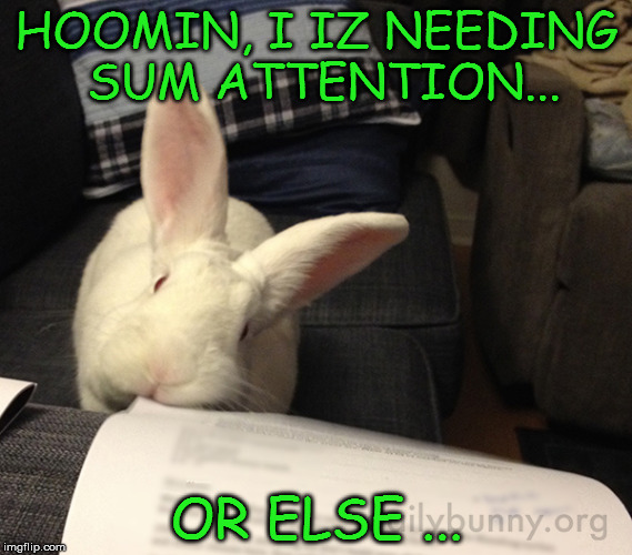 Or else | HOOMIN, I IZ NEEDING SUM ATTENTION... OR ELSE ... | image tagged in memes | made w/ Imgflip meme maker