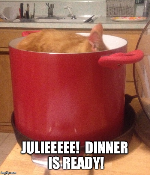 Cooking With Cats | JULIEEEEE! 
DINNER IS READY! | image tagged in cats | made w/ Imgflip meme maker