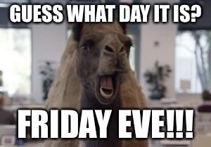Hump Day Camel | GUESS WHAT DAY IT IS? FRIDAY EVE!!! | image tagged in hump day camel | made w/ Imgflip meme maker