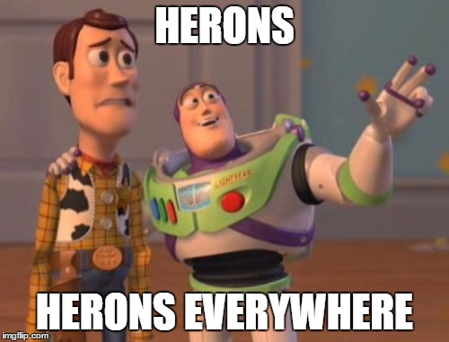 X, X Everywhere Meme | HERONS; HERONS EVERYWHERE | image tagged in memes,x x everywhere | made w/ Imgflip meme maker