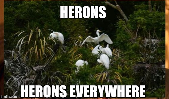 HERONS HERONS EVERYWHERE | made w/ Imgflip meme maker