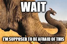 mouse & elephant | WAIT; I'M SUPPOSED TO BE AFRAID OF THIS | image tagged in mouse  elephant | made w/ Imgflip meme maker