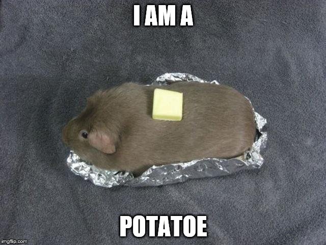 Baked potato Guinea pig | I AM A; POTATOE | image tagged in baked potato guinea pig | made w/ Imgflip meme maker