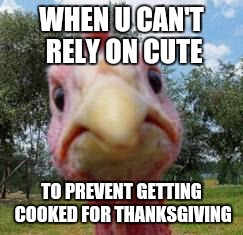turkey | WHEN U CAN'T RELY ON CUTE; TO PREVENT GETTING COOKED FOR THANKSGIVING | image tagged in turkey | made w/ Imgflip meme maker