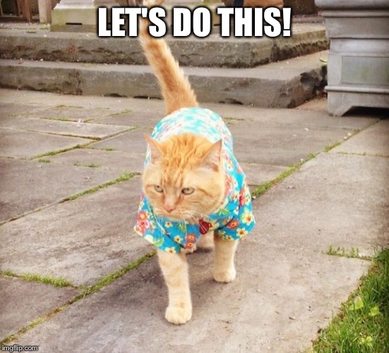 hawaii cat | LET'S DO THIS! | image tagged in hawaii cat | made w/ Imgflip meme maker