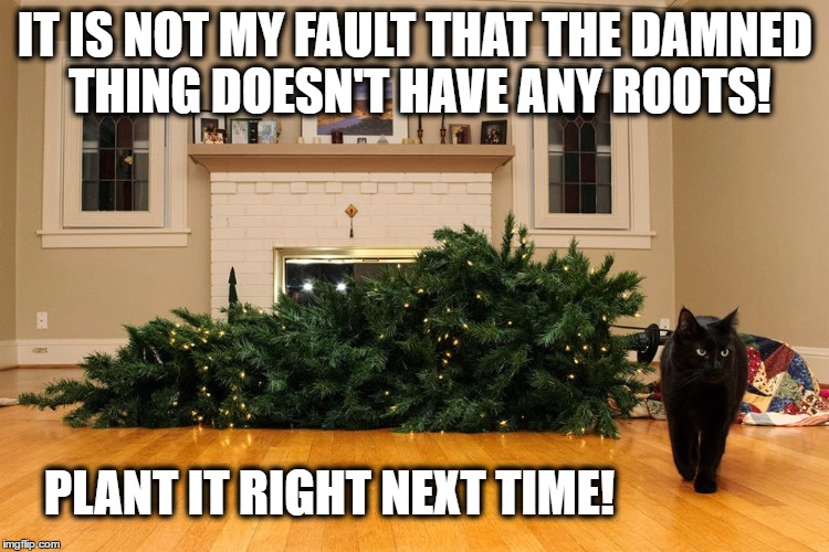 A Cat's Xmas | IT IS NOT MY FAULT THAT THE DAMNED THING DOESN'T HAVE ANY ROOTS! PLANT IT RIGHT NEXT TIME! | image tagged in cats,funny cats,funny animals,xmas,christmas | made w/ Imgflip meme maker