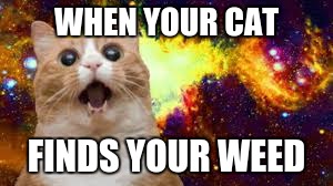 WHEN YOUR CAT; FINDS YOUR WEED | image tagged in cat,high,weed | made w/ Imgflip meme maker