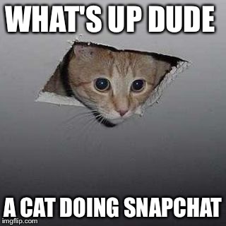 James Bond cat | WHAT'S UP DUDE; A CAT DOING SNAPCHAT | image tagged in james bond cat | made w/ Imgflip meme maker