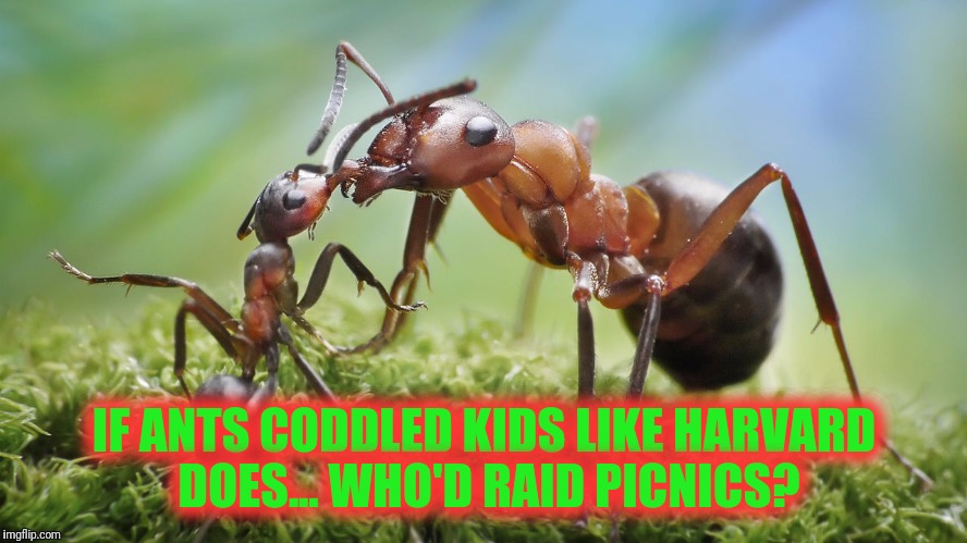 Ants | IF ANTS CODDLED KIDS LIKE HARVARD DOES... WHO'D RAID PICNICS? | image tagged in lots o ants | made w/ Imgflip meme maker