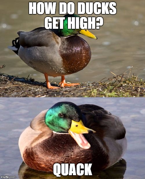 Bad Pun Duck |  HOW DO DUCKS GET HIGH? QUACK | image tagged in bad pun duck | made w/ Imgflip meme maker