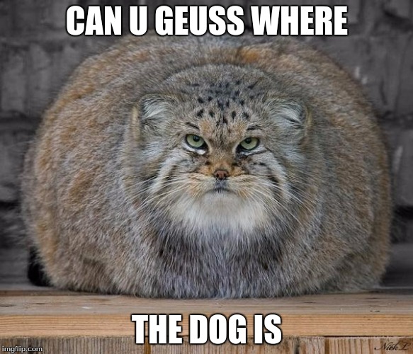 Fat Cats Exercise | CAN U GEUSS WHERE; THE DOG IS | image tagged in fat cats exercise | made w/ Imgflip meme maker
