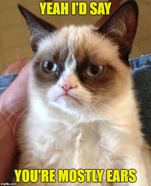 Grumpy Cat Meme | YEAH I'D SAY YOU'RE MOSTLY EARS | image tagged in memes,grumpy cat | made w/ Imgflip meme maker