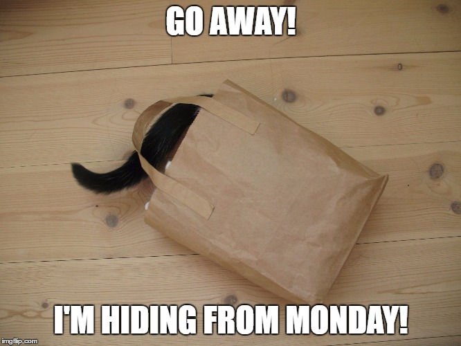 GO AWAY! I'M HIDING FROM MONDAY! | image tagged in cat in a bag | made w/ Imgflip meme maker