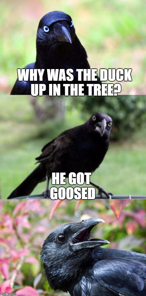 WHY WAS THE DUCK UP IN THE TREE? HE GOT GOOSED | made w/ Imgflip meme maker