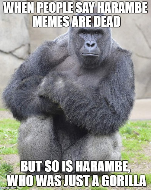 Harambe | WHEN PEOPLE SAY HARAMBE MEMES ARE DEAD; BUT SO IS HARAMBE, WHO WAS JUST A GORILLA | image tagged in harambe | made w/ Imgflip meme maker
